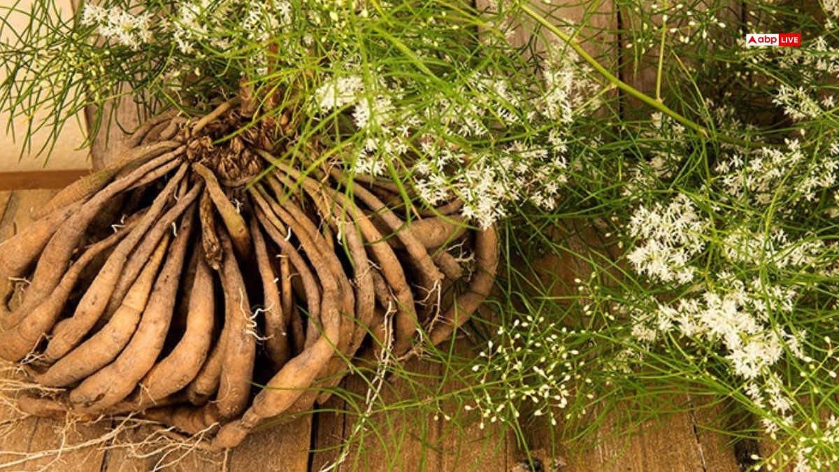 महिलाओं का दोस्त है ‘100 जड़ों वाला पौधा’ शतावरी, मिलते हैं अनगिनत फायदे