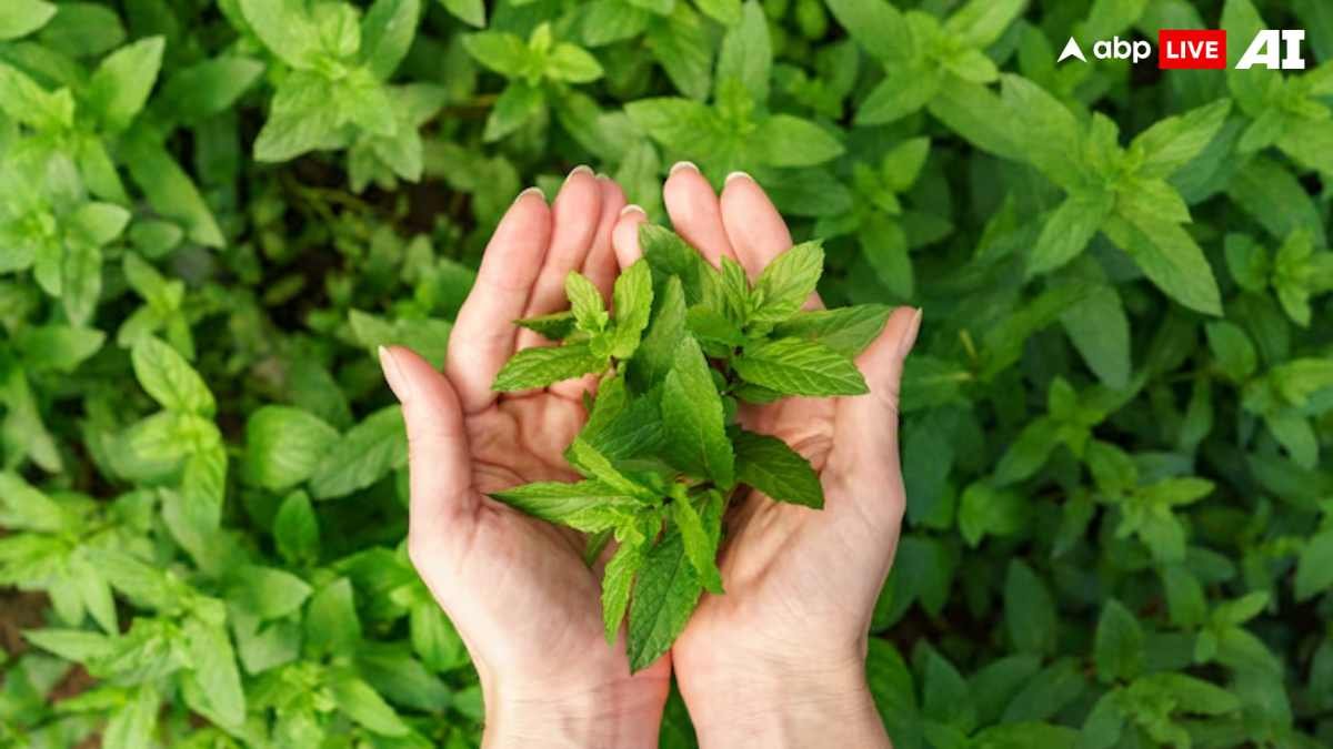 आपके घर पर लगी तुलसी में पाई गई ये खास चीज, जानकर हैरान रह जाएंगे आप