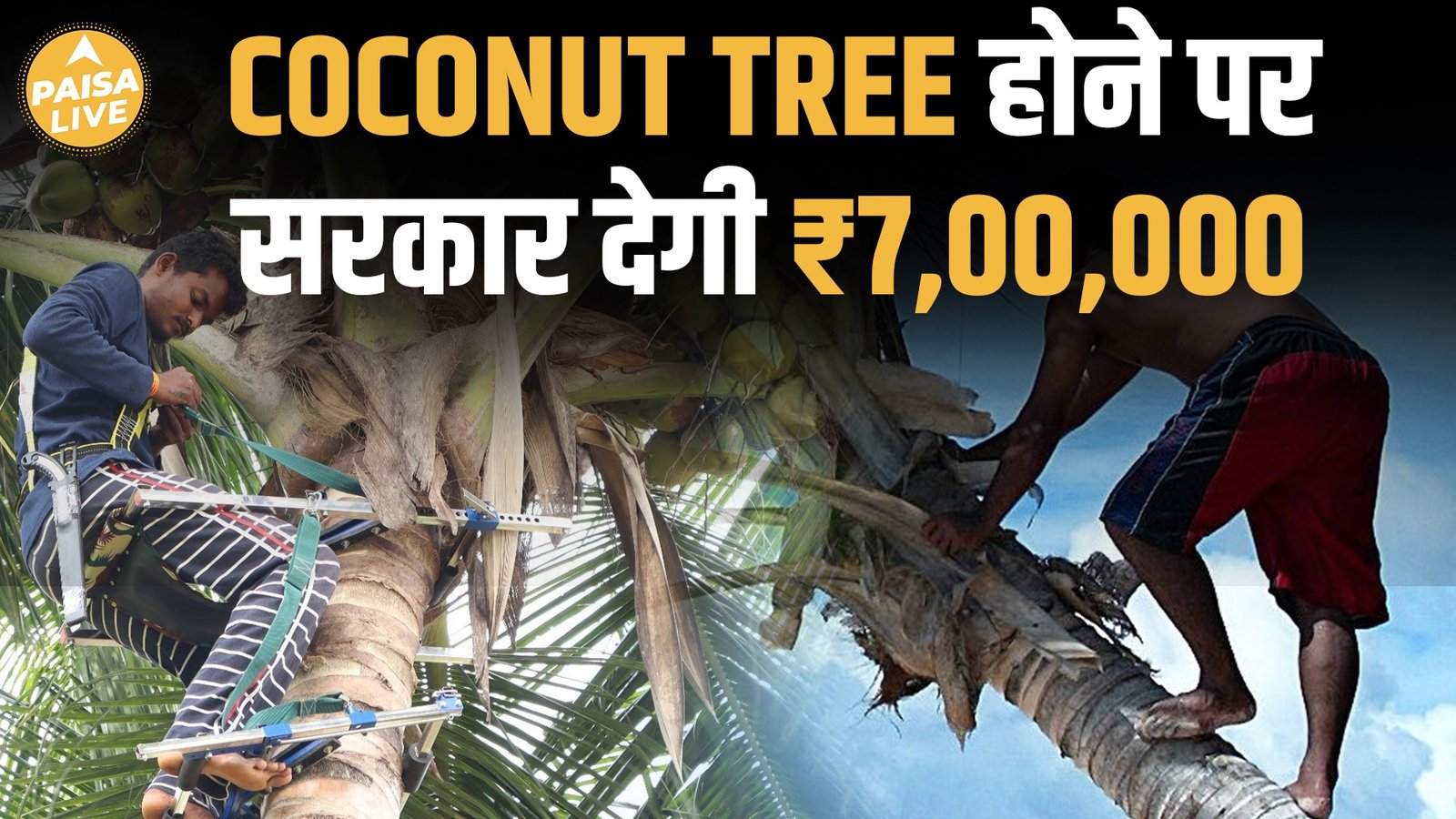 Coconut Farmers को मिलेगा ₹7 लाख Insurance Cover, कैसे करें Apply ?| Paisa Live