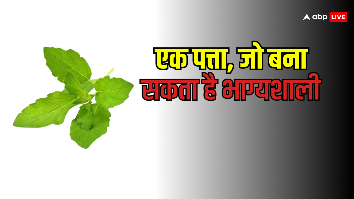 Holy Basil: तुलसी का सिर्फ 1 पत्ता पलट सकता है आपकी किस्मत! ये रहस्य जानकर हैरान रह जाएंगे