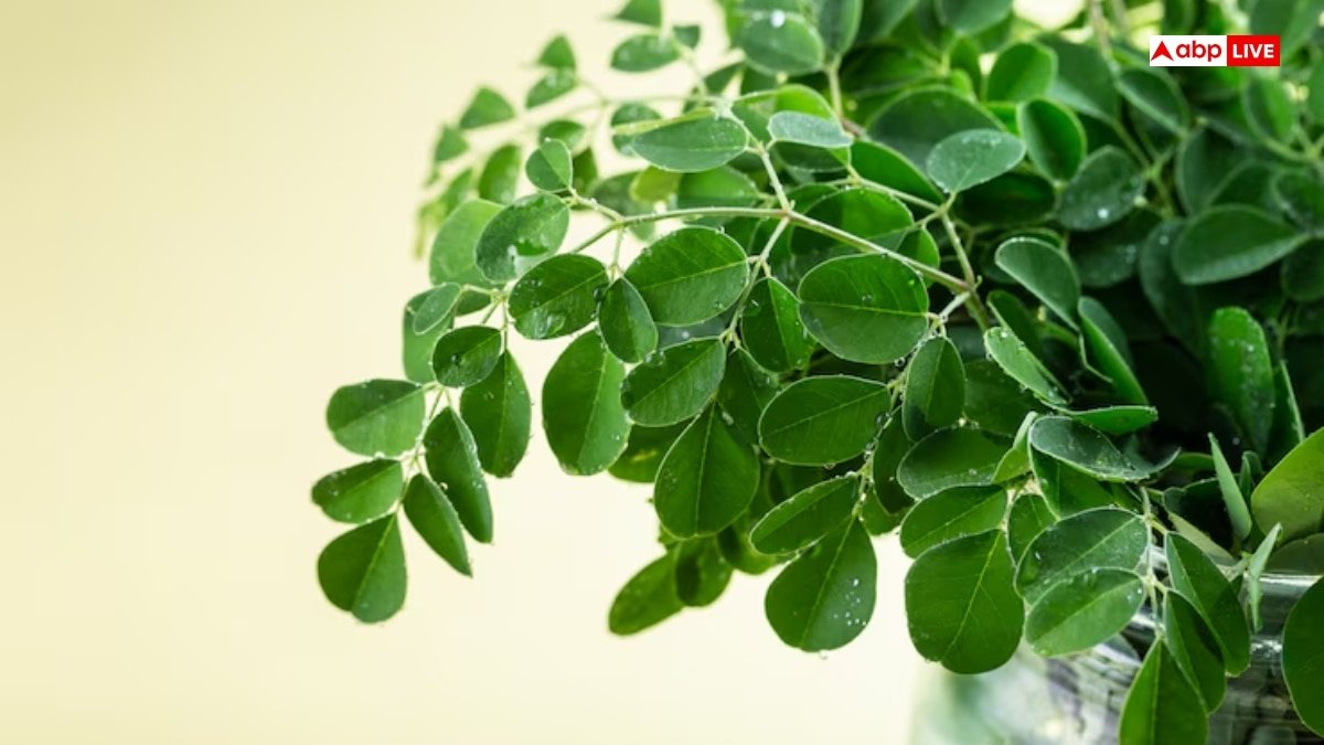 इन बीमारियों की छुट्टी कर देती है सहजन की पत्तियां, जानिए सेवन का सही तरीका