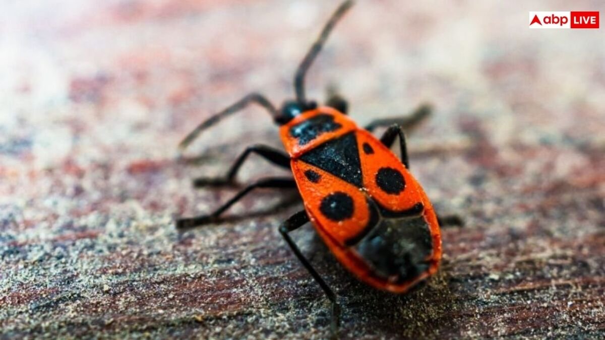 बरसात में शाम होते ही घर में आने लगे हैं कीट-पतंगे, ऐसे पा सकते हैं समस्या से निजात