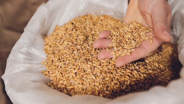 Experts Forecast Up To 10% Drop In Wheat And Rice Yields Due To Climate Change