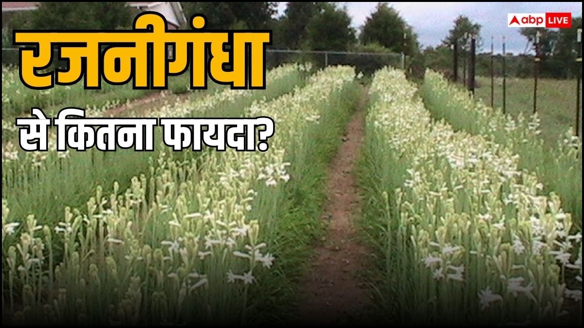 सिर्फ खुशबू ही नहीं देता यह बेहतरीन फूल, तनाव समेत इन बीमारियों से भी दिलाता है मुक्ति