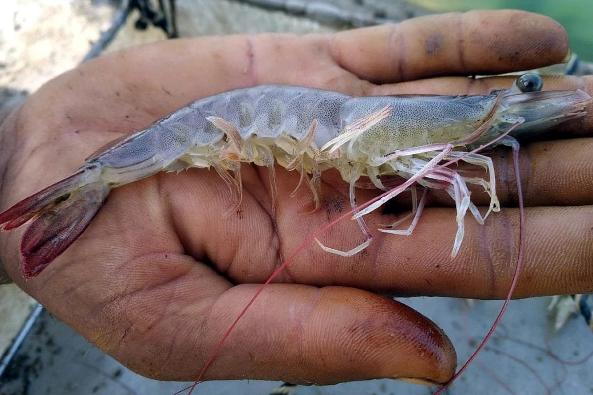 Shrimp Stocks Avanti Feeds, Apex Frozen Foods Crash Up To 17% After Trump Tariffs; Know Why