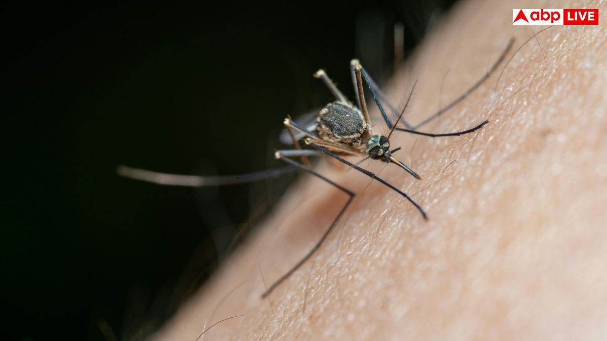 जानवरों को भी काटते हैं मच्छर, क्या उनको भी हो जाता है डेंगू, मलेरिया और चिकनगुनिया?