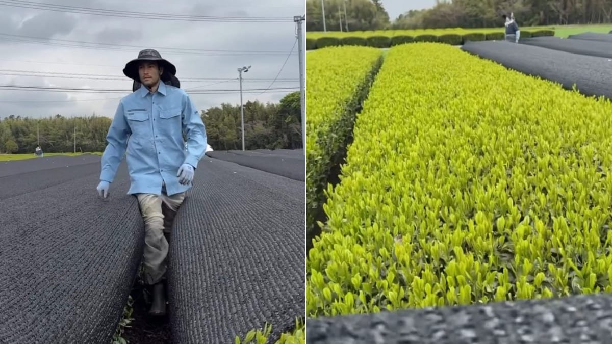 Watch: Matcha Farmer Shows What A Day In His Life Looks Like, Wins Hearts Online