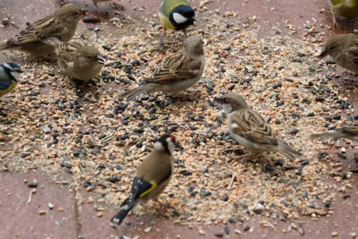 Feeding Birds On The Roof? Heres How This Auspicious Act Can Have Adverse Effects If Not Done Right