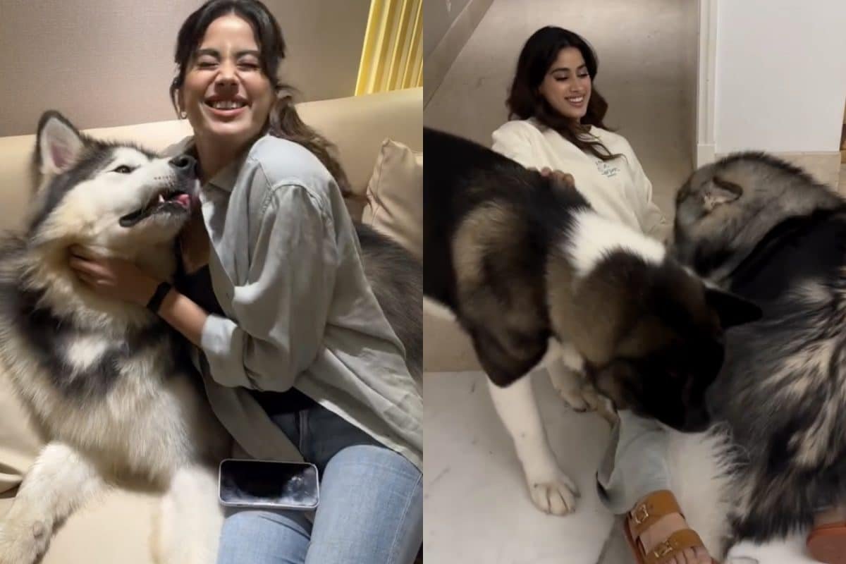 Janhvi Struggles With Her 2 Huskies, Compares Chaos To Arjun Kapoors Mere Husband Ki Biwi | Watch