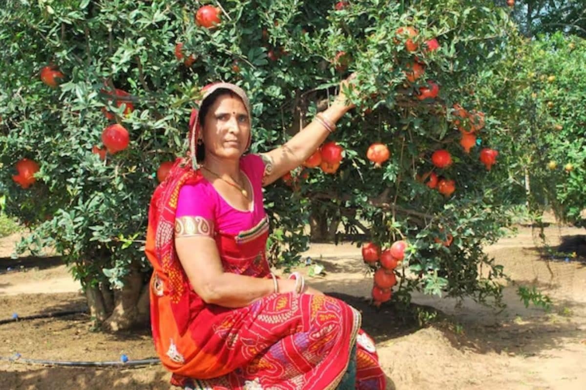 Rajasthan Farmer Grows Shimla Apples In Thar Deserts Scorching Heat, Earns In Lakhs