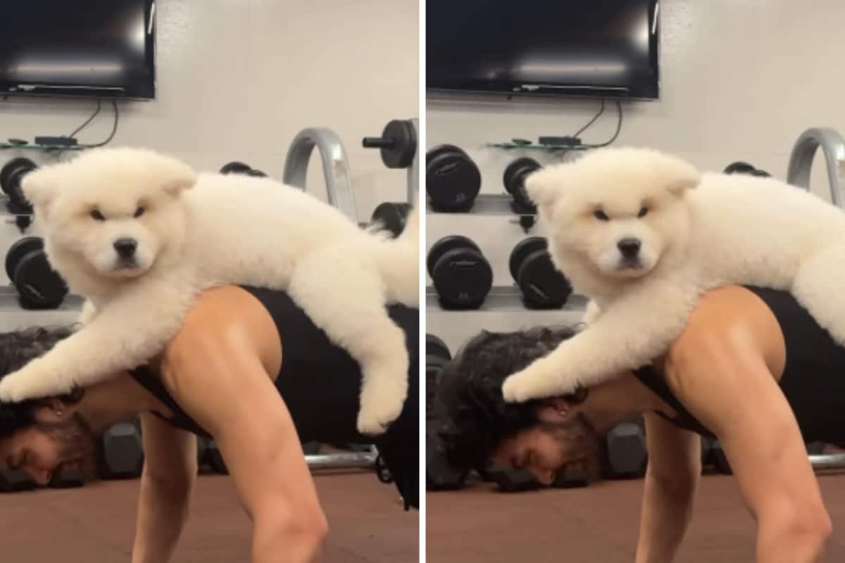 Veer Pahariya’s ‘Daddy Duty’ With Furball Nepo Video Gets Love From Jahnvi Kapoor, Khushi Kapoor