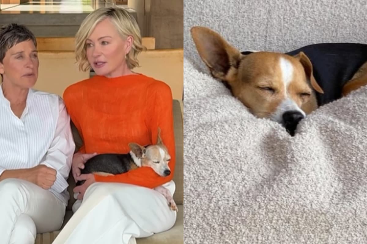 Ellen DeGeneres, Wife Portia De Rossis Rescue Dog Passes Away: He Will Be Missed