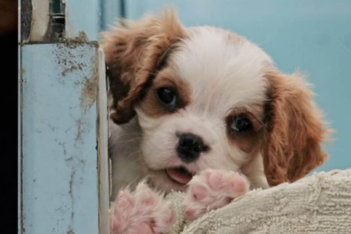 Rising Vet Bills? Pet Insurance Can Be A Lifesaver