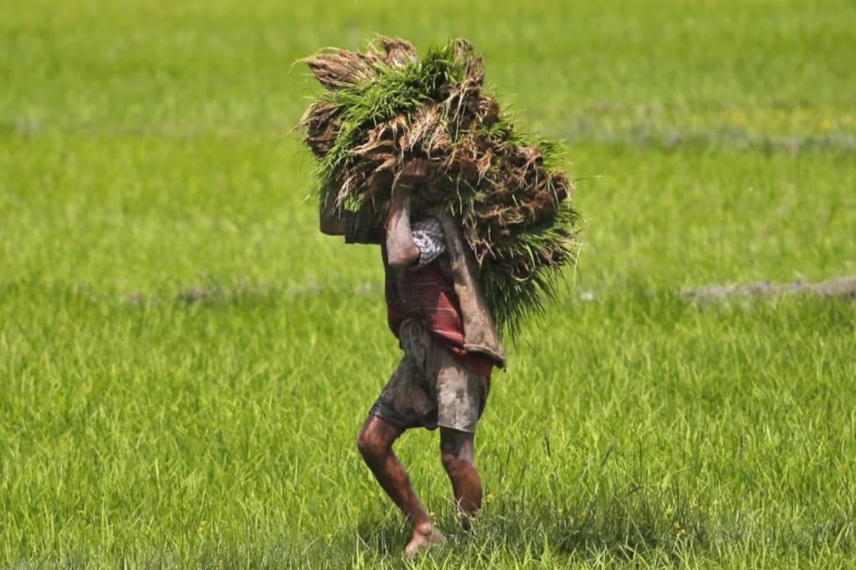 PM Kisan Yojana: Check If You Are Eligible For The Next Instalment