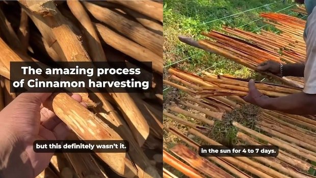 Vlogger Shows Extensive Process Of Cinnamon Harvesting, Leaves Internet In Awe