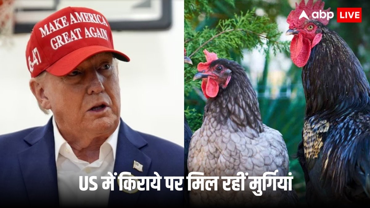 दुनिया के सबसे पावरफुल देश में भाड़े पर मिल रही मुर्गियां, 80 हजार रुपये किराया, क्यों शुरू हुआ ‘Rent the Chicken’ योजना