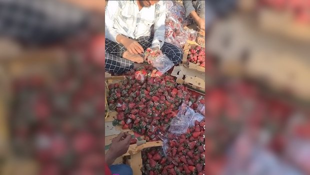 Viral Video Shows How Strawberries With Fungus Are Being Repackaged For Sale