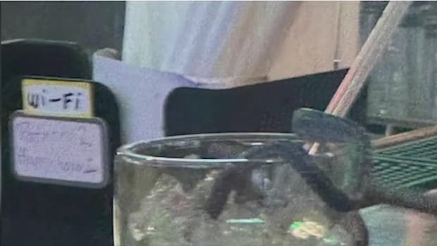 Snake Falls Into Womans Drink At US Restaurant, Leaves Her Horrified