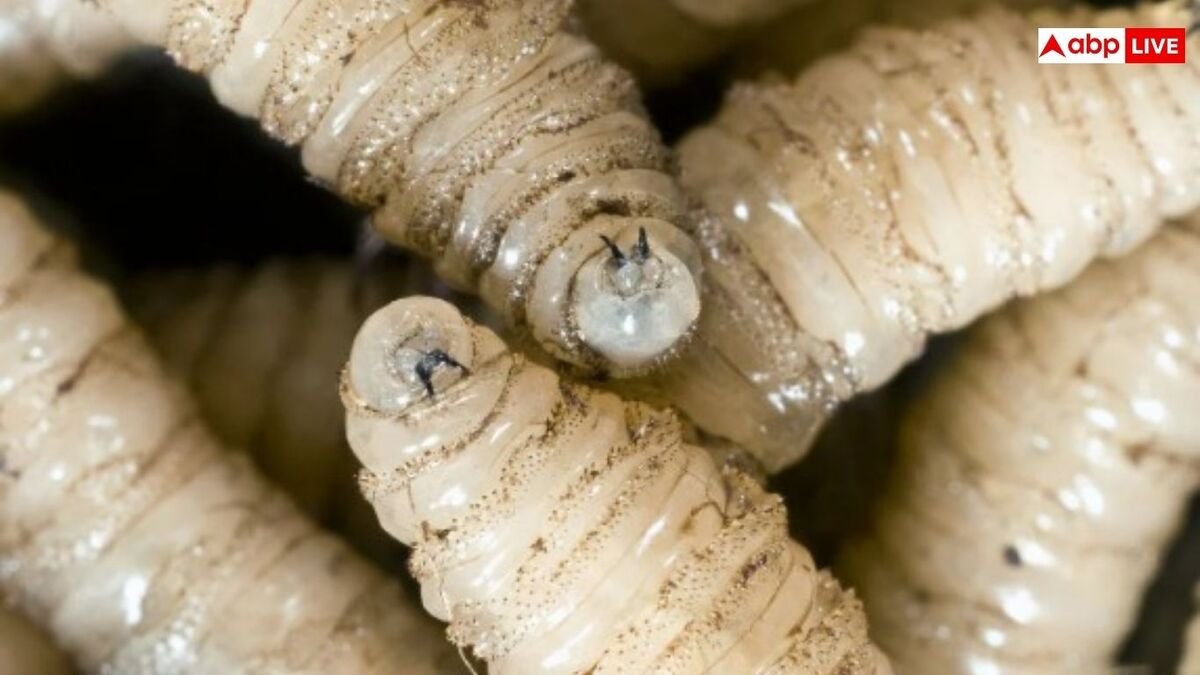 मैक्सिको में बढ़ रहे इंसानी मांस खाने वाले स्क्रूवर्म के मामले, जानिए इससे भारत को कितना खतरा?