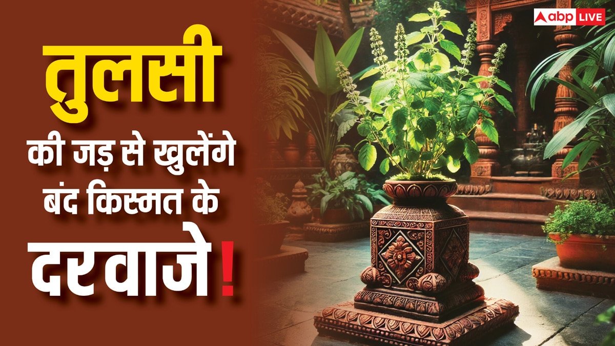 Tulsi ke upay: तुलसी का जड़ है बेहद चमत्कारी, इन उपायों से बदल सकती है किस्मत