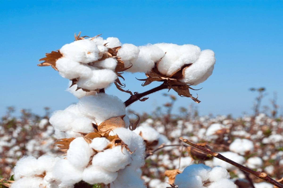 Centre Extends Cotton Import Duty Exemption Till December 31, 2025