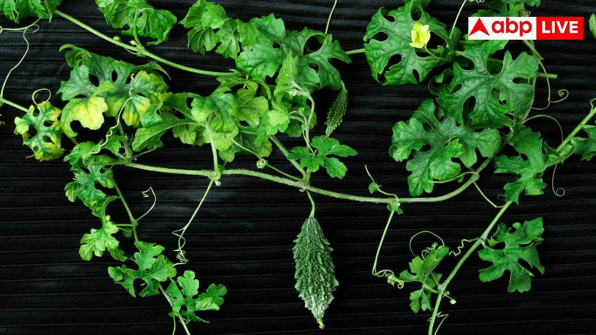 Bitter Melon Leaves: लिवर को करना चाहते हैं एकदम हेल्दी, इस कड़वी सब्जी की पत्तियां आज ही डाइट में कर लें शामिल