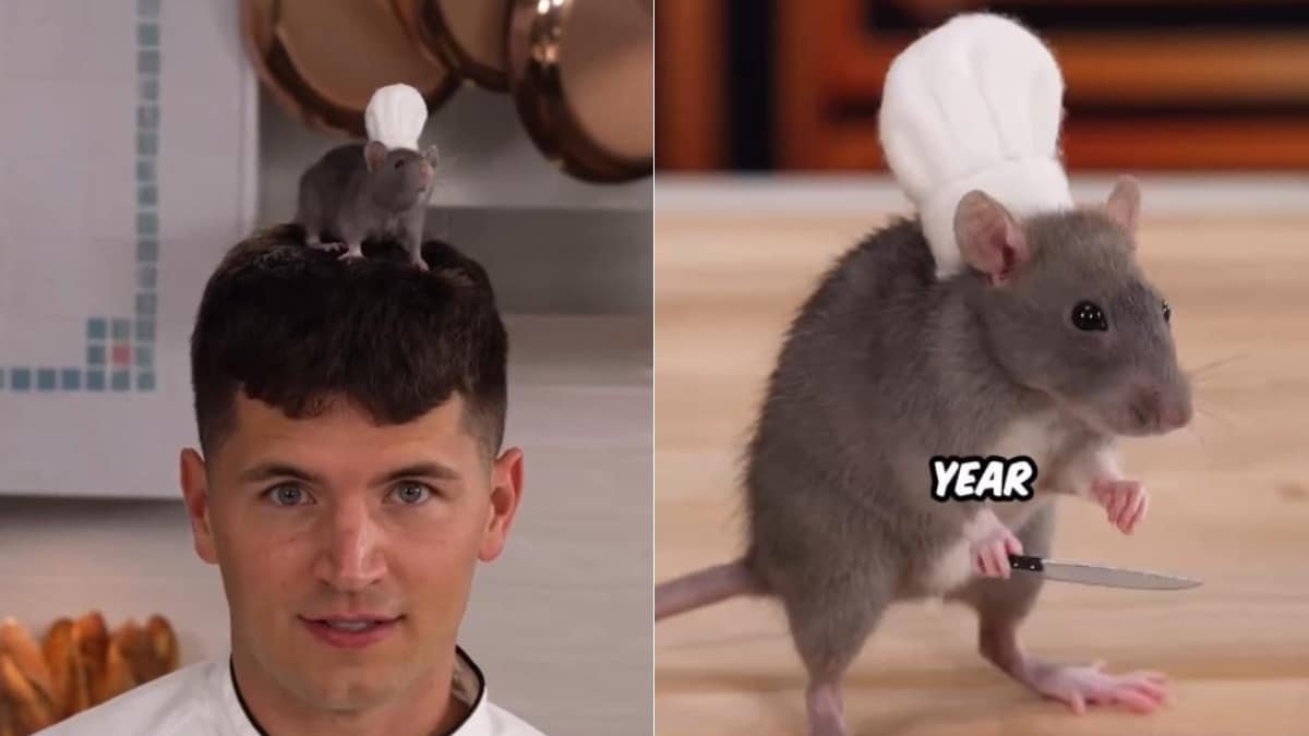 Watch: Popular Chef Trains Rat To Cook Ratatouille, Internet Is Amazed