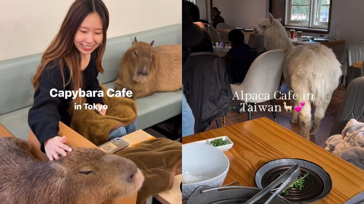From Penguins Around Diners To Snakes At The Table, 8 Fascinating Animal Cafes Around The World