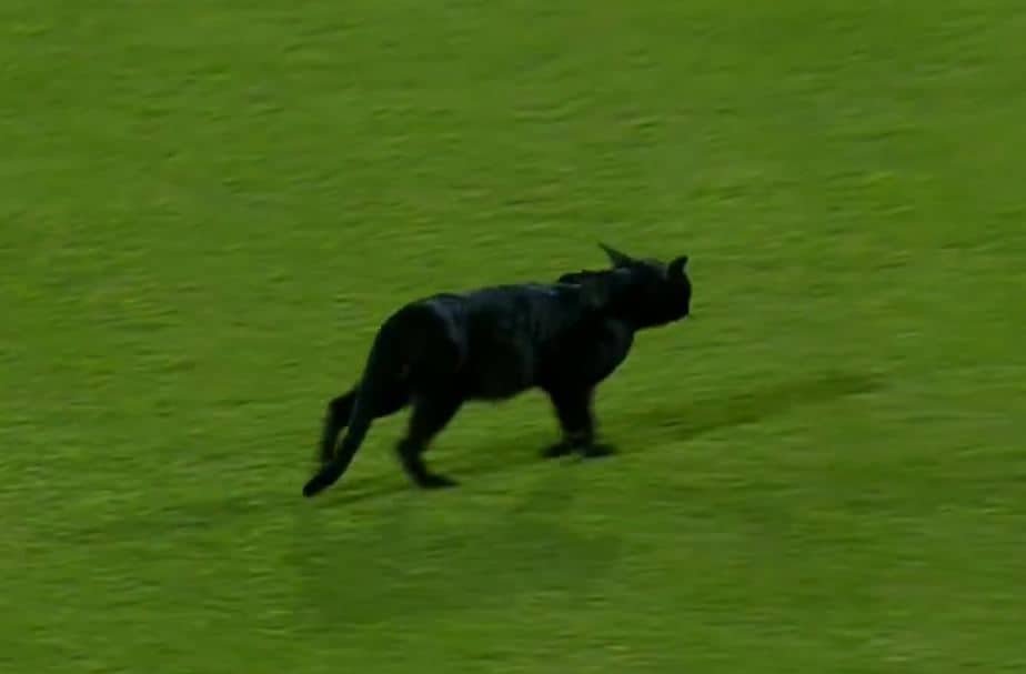 Black Cat Halts Pak vs NZ ODI In Karachi. Ex-Star Gives Unmissable Reaction