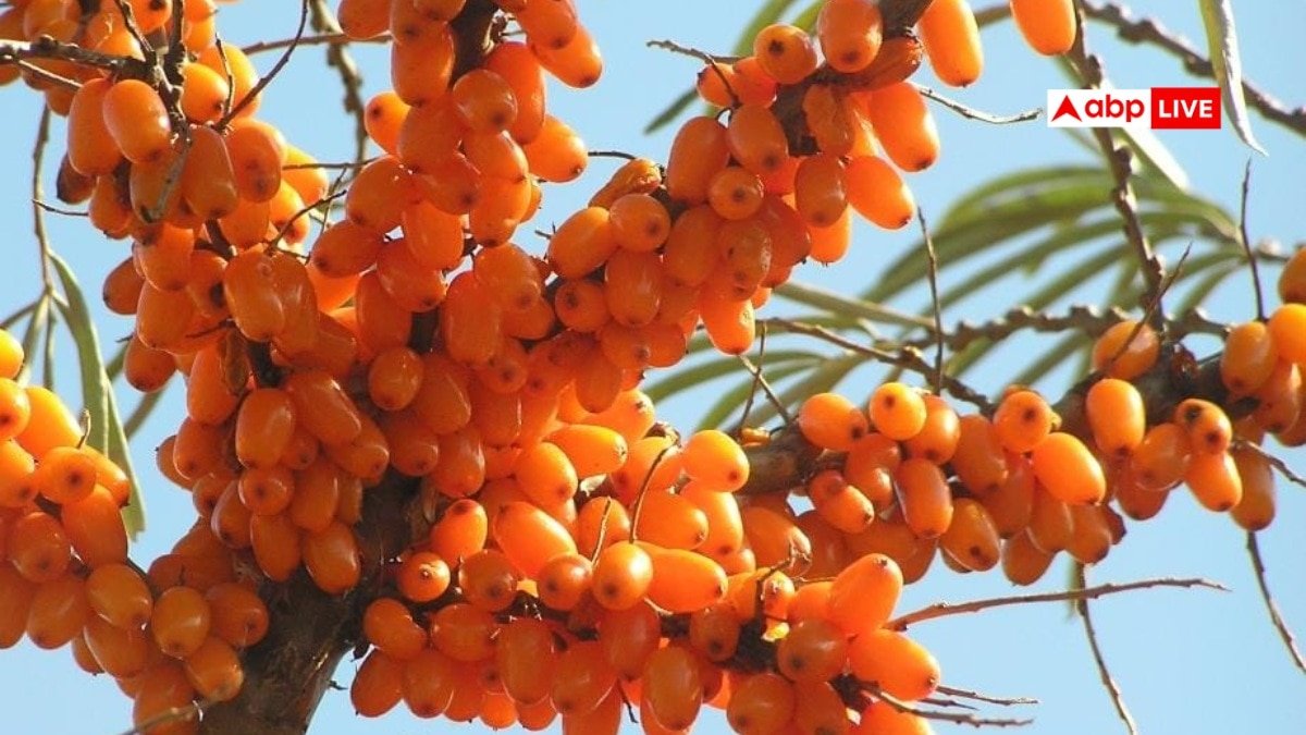 Sea Buckthorn: सी बकथॉर्न छोटा फल लेकिन बड़े फायदे, जानिए इसके स्वास्थ्य लाभ