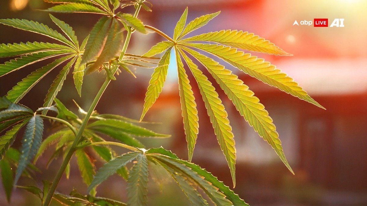 भांग का पौधा आपकी सेहत के लिए कितना है खास, जानकर दंग रह जाएंगे आप