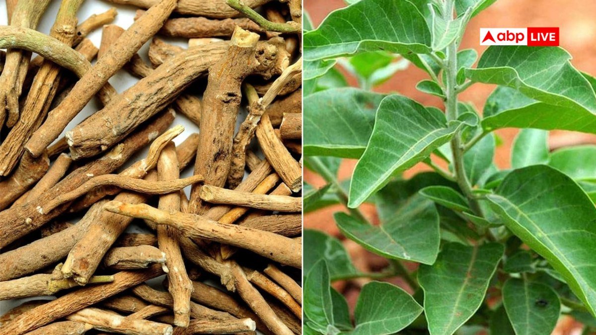 इम्यूनिटी बढ़ाएं और शरीर को करें अंदर से रिचार्ज, ये आयुर्वेदिक जड़ी-बूटियां आएंगी आपके काम