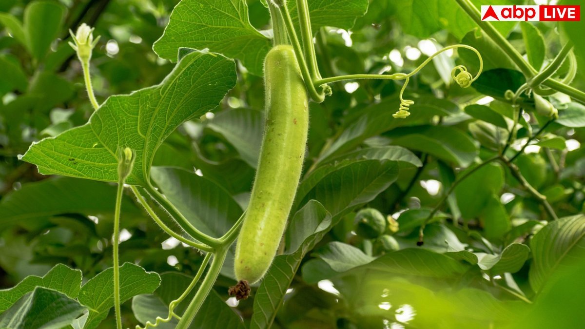 Lauki Benefits: इन 6 तरीकों से खाई लौकी तो आ जाएगा मजा, चाटते रह जाएंगे उंगलियां