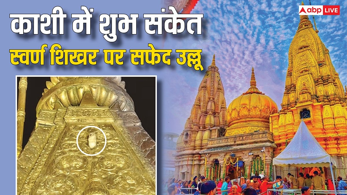 White Owl in Kashi Vishwanath: काशी विश्वनाथ मंदिर के शिखर पर दिखा सफेद उल्लू! क्या है इसका संकेत? जानें रहस्य!