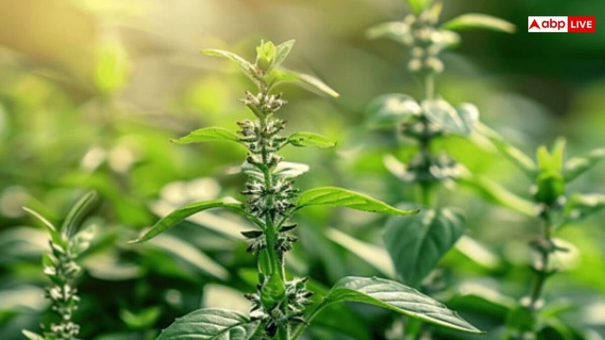 तुलसी के पास  भूलकर भी न रखें ये चीजें, वरना हो सकते हैं कंगाल