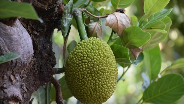 This Plant-Based Meat Alternative Is Healthy And Hydrating, Celebrity Nutritionist Explains