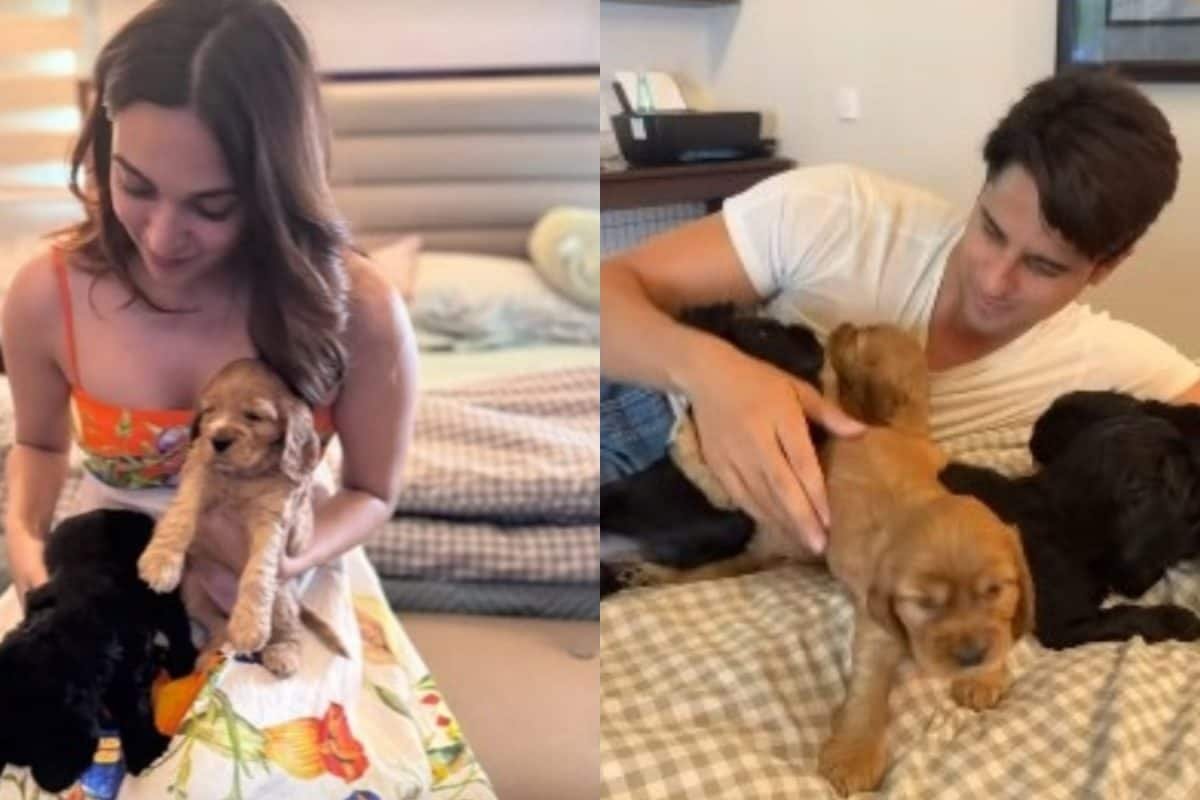 Parents-To-Be Kiara Advani And Sidharth Malhotra Play With Adorable Puppies, Actress Flaunts Pregnancy Glow