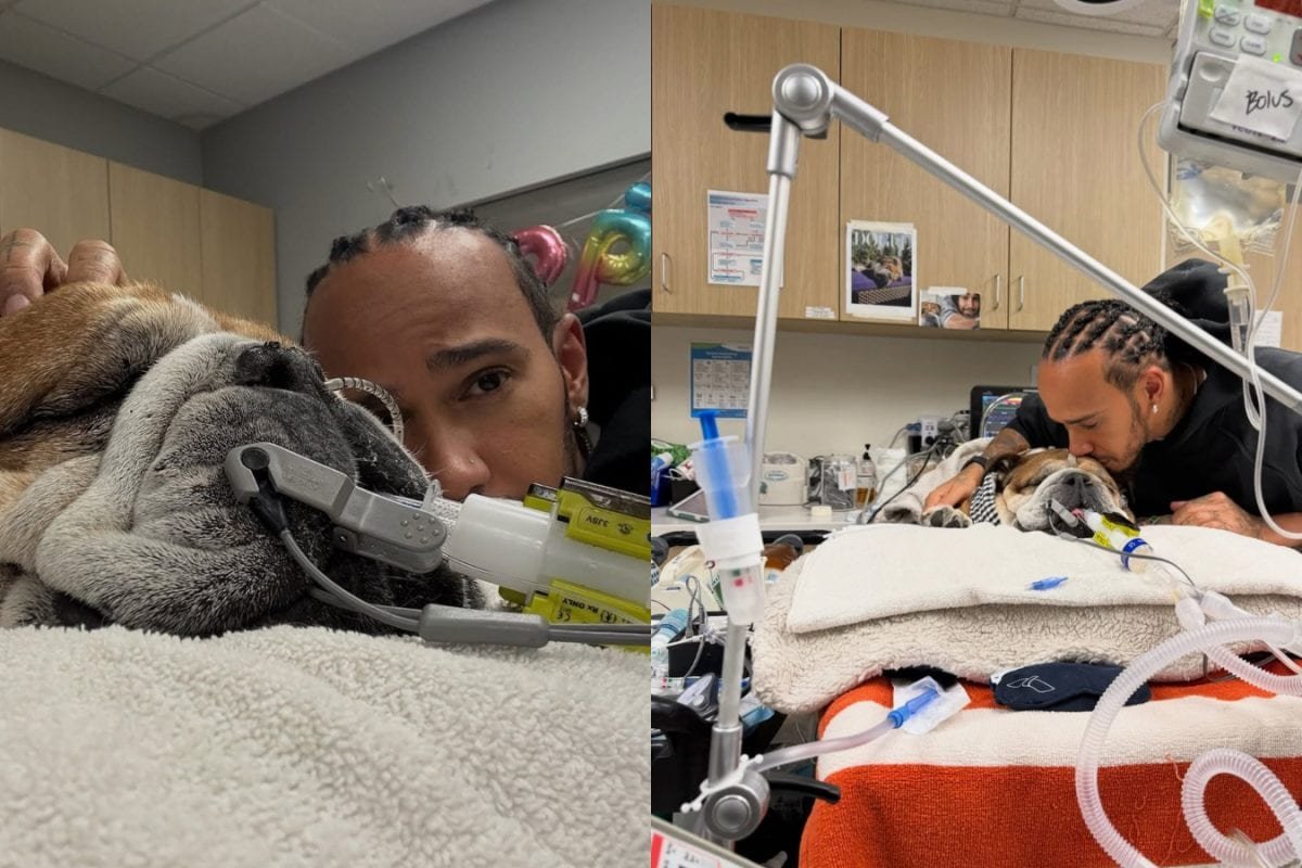 Lewis Hamiltons Beloved Dog In A Coma: His Heart Stopped, Dont Know If He Will Wake Up...