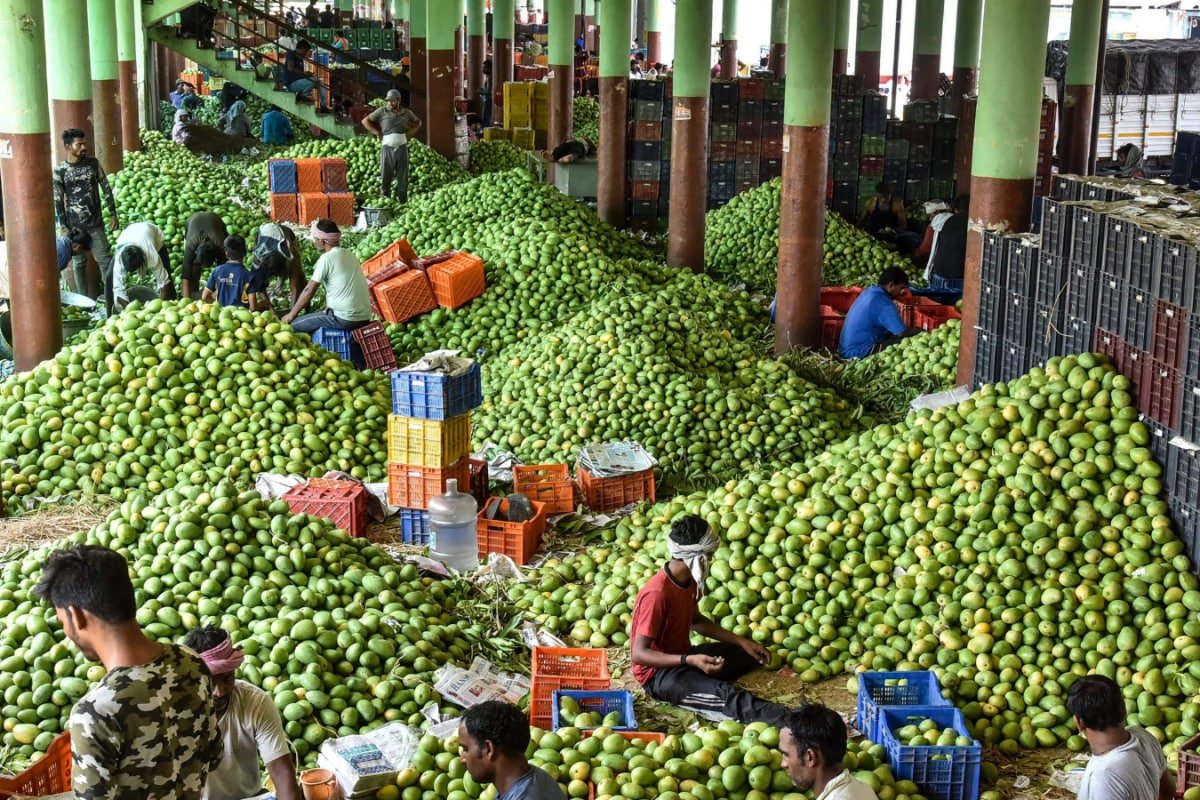 US Rejects 15 Shipments Of Indian Mangoes Over Paperwork Error, Exporters Suffer Rs 4.2 Crore Loss