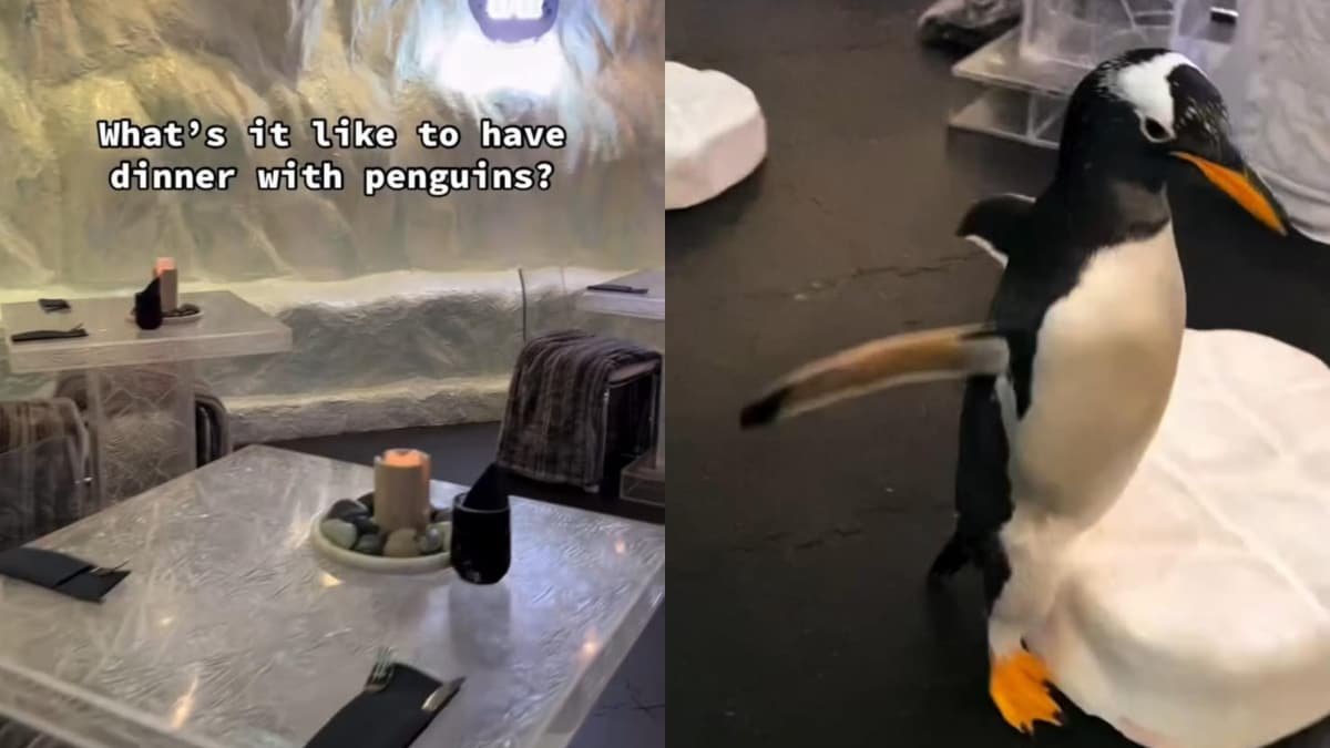 Viral Video Shows What Its Like To Dine With Penguins Roaming Around, Internet Loves It