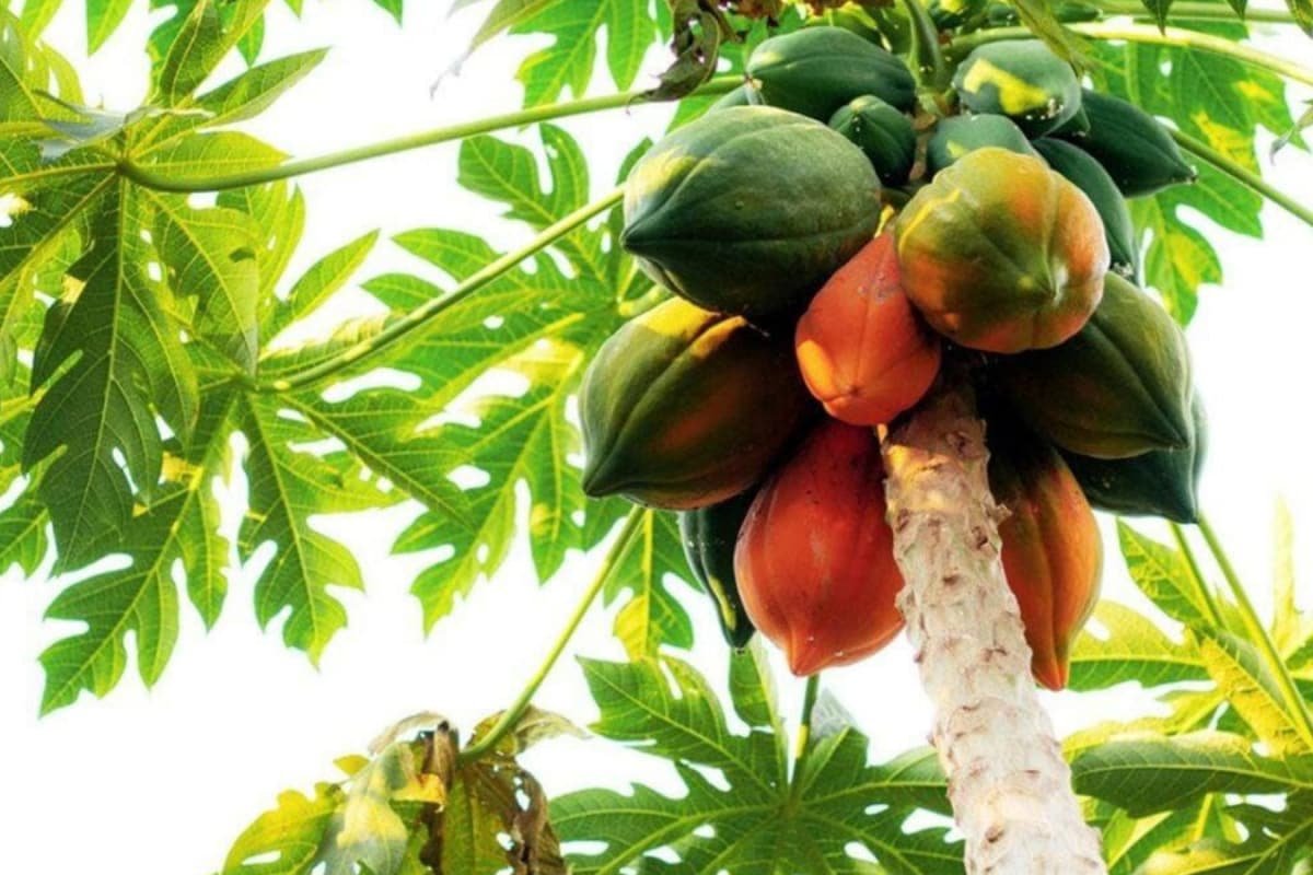 Vastu Tips: Where Not To Plant A Papaya Tree To Prevent Big Problems