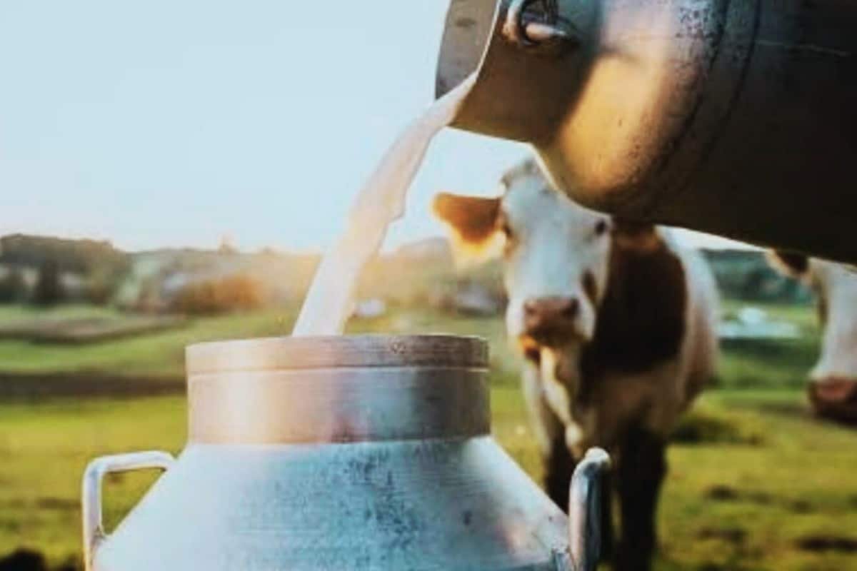 Success Story: How Two Friends From Delhi Turned 50 Cows Into A Rs 1,380 Crore Business