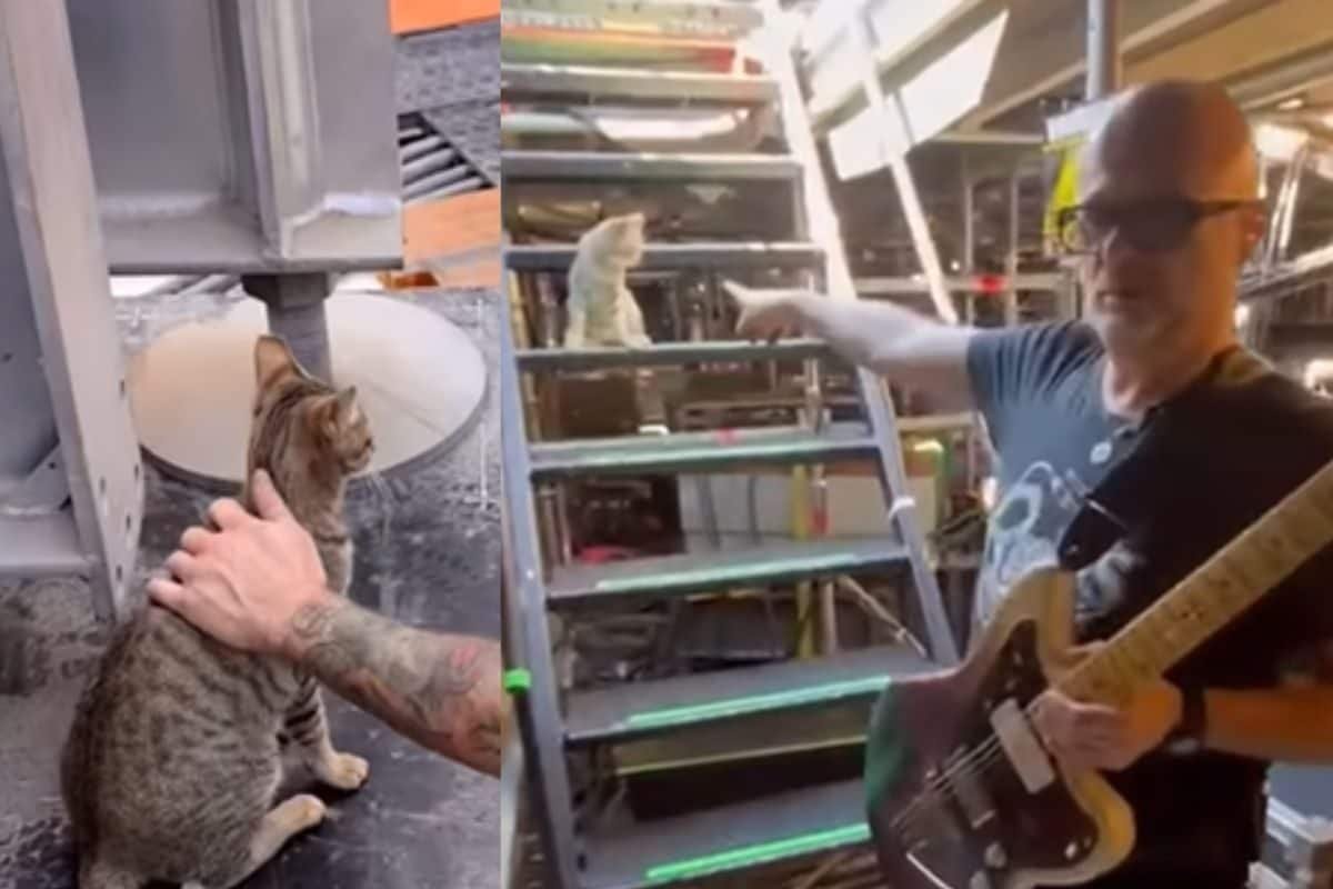 Meet Coldplay’s Furry Crew Member, The ‘Stadium Cat’ Who Inspects The Show